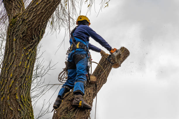 Best Emergency Tree Removal  in Finderne, NJ