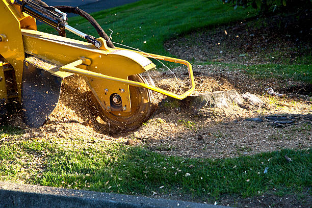 Grass Overseeding in Finderne, NJ