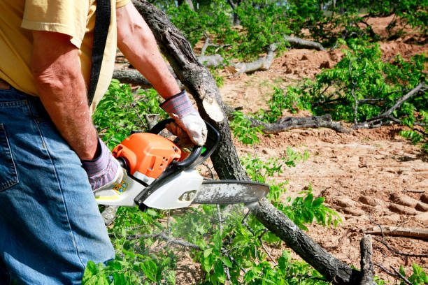 Best Hazardous Tree Removal  in Finderne, NJ